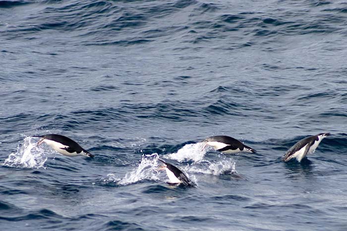 Dolphins swimming in water waves